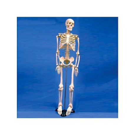 Esqueleto Humano Sintético 85 cm