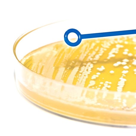 Asa de Inoculación 10 uL 20 Piezas