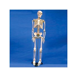 Esqueleto Humano Sintético 85 cm
